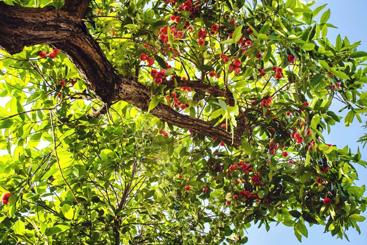 Riverside Plum Garden Villa Hoi An Zewnętrze zdjęcie