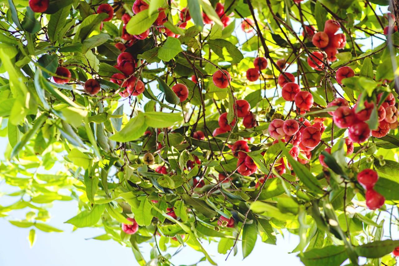 Riverside Plum Garden Villa Hoi An Zewnętrze zdjęcie